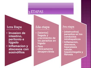 1era Etapa 
• Invasion de 
intestino, 
peritonio e 
hjgado 
• Inflamacion y 
abscesos con 
eosinófilos 
2da etapa 
• [latente] 
llegada y 
crecimiento de 
los parasitos en 
higado 
• Pasa 
clinicamente 
desapercibida 
3ra etapa 
• [obstructiva] 
parasitos en los 
conductos 
intrahepaticos 
• Inflamacion, 
abscesos, 
hiperplasia 
celular, 
hepatomegalia y 
fibrosis 
 