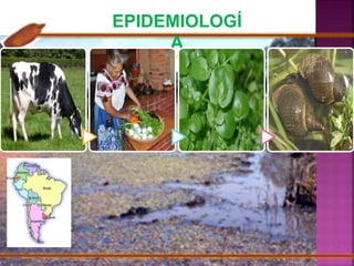 EPIDEMIOLOGÍ 
A 
 