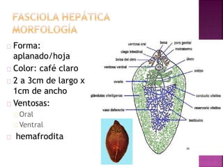 Forma: 
aplanado/hoja 
Color: café claro 
2 a 3cm de largo x 
1cm de ancho 
Ventosas: 
Oral 
Ventral 
hemafrodita 
 