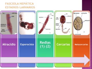 Miracidio Esporocisto 
Redias 
(1) (2) 
Cercarias Metacercarias 
 