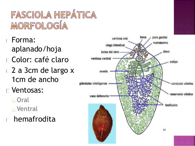 Diagrama De Fasciola Hepatica Diagram Of Liver Fluke With Label Draw A