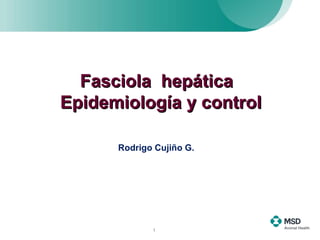 Fasciola  hepática  Epidemiología y control Rodrigo Cujiño G. 