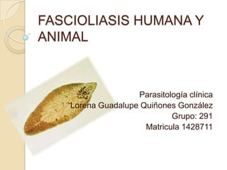 FASCIOLIASIS HUMANA Y
ANIMAL



                    Parasitología clínica
    Lorena Guadalupe Quiñones González
                             Grupo: 291
                      Matricula 1428711
 