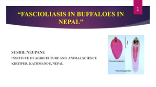 “FASCIOLIASIS IN BUFFALOES IN
NEPAL”
SUSHIL NEUPANE
INSTITUTE OF AGRICULTURE AND ANIMAL SCIENCE
KIRTIPUR, KATHMANDU, NEPAL
1
 