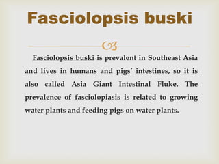 Fasciolopsis buski
                      
  Fasciolopsis buski is prevalent in Southeast Asia
and lives in humans and pigs’ intestines, so it is
also called Asia Giant Intestinal Fluke. The
prevalence of fasciolopiasis is related to growing
water plants and feeding pigs on water plants.
 