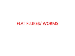 FLAT FLUKES/ WORMS
 