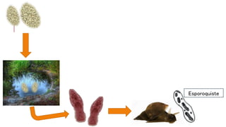 Esporoquiste
 