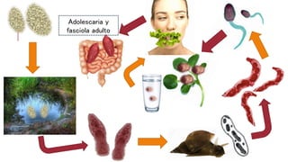 Adolescaria y
fasciola adulto
 