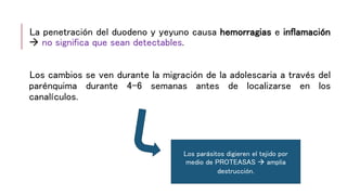 La penetración del duodeno y yeyuno causa hemorragias e inflamación
 no significa que sean detectables.
Los cambios se ven durante la migración de la adolescaria a través del
parénquima durante 4-6 semanas antes de localizarse en los
canalículos.
Los parásitos digieren el tejido por
medio de PROTEASAS  amplia
destrucción.
 