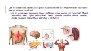 Las localizaciones ectópicas se presentan durante la fase migratoria (de las cuales
hay numerosos registros):
 Ej: en estómago, páncreas, focos cutáneos (muy común en América). Pared
abdominal, bazo, tejido subcutáneo, vasos, pulmón, cavidad pleural, cerebro,
órbita, musculo esquelético, apéndice y epidídimo.
 