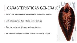 CARACTERÍSTICAS GENERALES
o En su fase de estado se encuentra en conductos biliares.
o Mide alrededor de 3cm y tiene forma de hoja.
o Secreta sustancia líticas y anticoagulantes.
o Se alimenta con profusión de restos celulares y sangre.
 