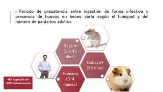 o Periodo de prepatencia entre ingestión de forma infectiva y
presencia de huevos en heces varía según el huésped y del
número de parásitos adultos
Humano
(3-4
meses)
Cobayo*
(55 días)
Ratón*
(35-45
días)
*En ingestión de
>200 metacercarias
 