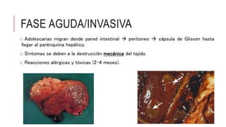 FASE AGUDA/INVASIVA
o Adolescarias migran desde pared intestinal  peritoneo  cápsula de Glisson hasta
llegar al parénquima hepático.
o Síntomas se deben a la destrucción mecánica del tejido.
o Reacciones alérgicas y tóxicas (2-4 meses).
 