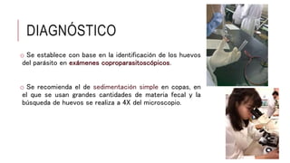 DIAGNÓSTICO
o Se establece con base en la identificación de los huevos
del parásito en exámenes coproparasitoscópicos.
o Se recomienda el de sedimentación simple en copas, en
el que se usan grandes cantidades de materia fecal y la
búsqueda de huevos se realiza a 4X del microscopio.
 