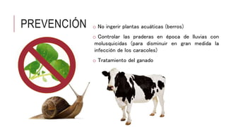 PREVENCIÓN o No ingerir plantas acuáticas (berros)
o Controlar las praderas en época de lluvias con
molusquicidas (para disminuir en gran medida la
infección de los caracoles)
o Tratamiento del ganado
 