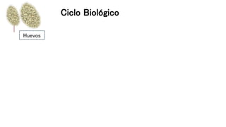 Ciclo Biológico
Huevos
 