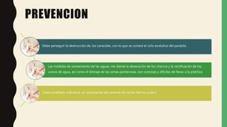 PREVENCION
Debe perseguir la destrucción de. los caracoles, con lo que se cortará el ciclo evolutivo del parásito
Las medidas de saneamiento de las aguas, me diante la desecación de los charcos y la rectificación de los
cursos de agua, así como el drenaje de las zonas pantanosas, son costosas y difíciles de llevar a la práctica.
Como profilaxis individual, se recomienda abs tenerse de comer berros crudos.
 
