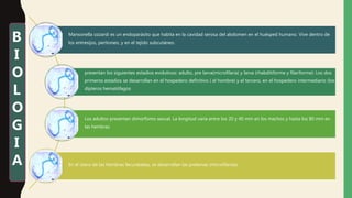 Mansonella ozzardi es un endoparásito que habita en la cavidad serosa del abdomen en el huésped humano. Vive dentro de
los entresijos, peritoneo, y en el tejido subcutáneo.
presentan los siguientes estadios evolutivos: adulto, pre larva(microfilaria) y larva (rhabditiforme y filariforme): Los dos
primeros estadios se desarrollan en el hospedero definitivo ( el hombre) y el tercero, en el hospedero intermediario (los
dípteros hematófagos
Los adultos presentan dimorfismo sexual. La longitud varía entre los 20 y 40 mm en los machos y hasta los 80 mm en
las hembras
En el útero de las hembras fecundadas, se desarrollan las prelarvas (microfilarias).
B
I
O
L
O
G
I
A
 