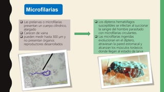 Microfilarias
 Las prelarvas o microfilarias
presentan un cuerpo cilíndrico,
alargado
 Carecen de vaina
 pueden medir hasta 300 µm y
no presentan órganos
reproductores desarrollados
 Los dípteros hematófagos
susceptibles se infectan al succionar
la sangre del hombre parasitado
con microfilarias circulantes.
 Las microfilarias ingeridas
evolucionan en el díptero,
atraviesan la pared estomacal y
alcanzan los músculos toráxicos
donde llegan al estadio de larva
 