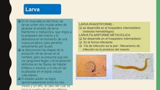 Larva
 En la musculatura del tórax, las
larvas sufren dos mudas antes de
alcanzar el estadio de larva
filariforme o metacíclica, que migra a
la probaseis del insecto y lo
abandona en el momento de una
nueva picadura, para penetrar
activamente por la piel.
 se desconocen las etapas de la
evolución de las larvas en el
hombre, pero se presume que por
vía sanguínea llegan a la localización
definitiva en las filarias de hábitat
linfático o visceral, o in situ en las
localizadas en el tejido celular
subcutáneo
 El estadio adulto se logra
aproximadamente entre los seis
meses y un año, al cabo del cual, se
LARVA RHADITIFORME ▫
 se desarrolla en el hospedero intermediario
(insectos hematófagos)
LARVA FILARIFORME METACÍCLICA
 Se desarrolla en el hospedero intermediario
 Es la forma infectante
 Vía de infección es la piel ▫ Mecanismo de
infección es la picadura del insecto
 