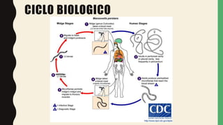 CICLO BIOLOGICO
 