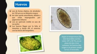 Huevos
 son de forma elíptica, de alrededor
de 150 µrn en su diámetro mayor
 de color pardo amarillento, debido a
que están impregnados por
pigmentos biliares
 con un opérculo visible en uno de
sus polos
 Los huevos llegan por la bilis al
intestino y, desde allí, al .exterior,
con las heces del hospedero.
Según la temperatura (las
más favorables oscilan
entre 10º y 30 ºC), en un
plazo de dos a tres
semanas, los huevos dan
origen a un primer estado
larval, el miracidio,
 