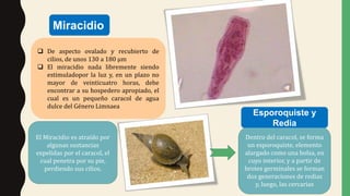 Miracidio
 De aspecto ovalado y recubierto de
cilios, de unos 130 a 180 µm
 El miracidio nada libremente siendo
estimuladopor la luz y, en un plazo no
mayor de veinticuatro horas, debe
encontrar a su hospedero apropiado, el
cual es un pequeño caracol de agua
dulce del Género Limnaea
El Miracidio es atraído por
algunas sustancias
expelidas por el caracol, el
cual penetra por su pie,
perdiendo sus cilios.
Dentro del caracol, se forma
un esporoquiste, elemento
alargado como una bolsa, en
cuyo interior, y a partir de
brotes germinales se forman
dos generaciones de redias
y, luego, las cercarias
Esporoquiste y
Redia
 