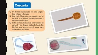  De forma redondeada con una larga y
fina cola no bifurcada
 Por cada Miracidio que penetra en el
caracol, se producen entre quinientas. a
seiscientas cercarias
 Estas larvas abandonan activamente el
caracol y se dirigen nadando hacia las
hierbas que crecen en el agua para
adherirse a sus hojas
Cercaria
 