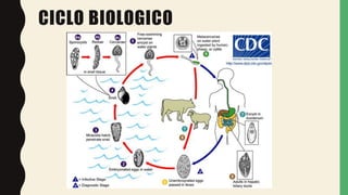 CICLO BIOLOGICO
 
