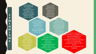 La fasciolosis es
una importante
zoonosis
parasitaria común
en ovejas y en
vacunos, aunque
también se pueden
infectar cabras,
cerdos y caballos
Los animales
·adquieren la
infección por la
ingestión de
pastos que
contienen las
metacercarias
del parásito
La metacercaria
resiste bien las
condiciones
adversas del
medio ambiente,
pero en el pasto
seco pierde
rápidamente su
capacidad
infectante
El hombre se
infecta al ingerir las
metacercarias
contenidas en el
berro crudo
Este antecedente
detecta en 90-95%
de los casos
Naturalmente, la
infección del
hombre no es tan
frecuente ni tan
grave, puesto que
las oportunidades
de ingerirme la
cercarias son
mucho menores
que las de los
animales
E
P
ID
E
M
IO
L
O
GI
A
local por consumo
de vegetales y probablemente
agua contaminada con
las formas infectivas y
prevalencias mayores o iguales a
10%. Se ha publicado
prevalencias entre 6 y 68%,
donde
los niños son la poblacion mas
afectada
En Perú, las mas altas
prevalencias de
fasciolosis humana y
animal son
en la sierra,
principalmente en los
valles andinos de
Cajamarca, Junin, Cusco
y Arequipa
 