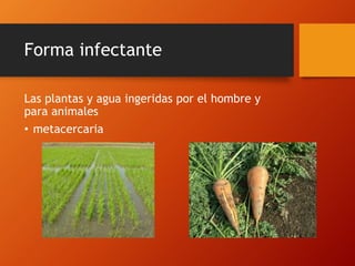 Forma infectante
Las plantas y agua ingeridas por el hombre y
para animales
• metacercaria
 
