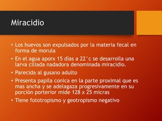 Miracidio
• Los huevos son expulsados por la materia fecal en
forma de morula
• En el agua aporx 15 días a 22°c se desarrolla una
larva ciliada nadadora denominada miracidio.
• Parecida al gusano adulto
• Presenta papila conica en la parte proximal que es
mas ancha y se adelagaza progresivamente en su
porción porterior mide 128 x 25 micras
• Tiene fototropismo y geotropismo negativo
 
