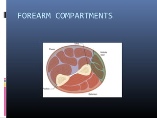 FOREARM COMPARTMENTS
 