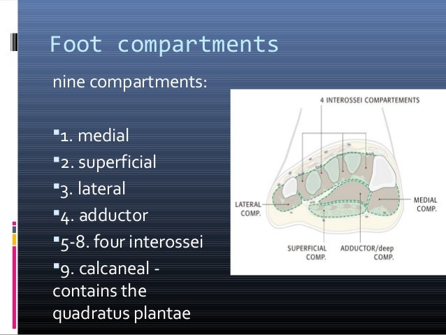 4 compartments of leg 4 compartments of leg