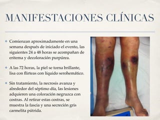 MANIFESTACIONES CLÍNICAS
✤ Comienzan aproximadamente en una
semana después de iniciado el evento, las
siguientes 24 a 48 horas se acompañan de
eritema y decoloración purpúrea.
✤ A las 72 horas, la piel se torna brillante,
lisa con ﬂirteas con líquido serohemático.
✤ Sin tratamiento, la necrosis avanza y
alrededor del séptimo día, las lesiones
adquieren una coloración negruzca con
costras. Al retirar estas costras, se
muestra la fascia y una secreción gris
carmelita pútrida.
 