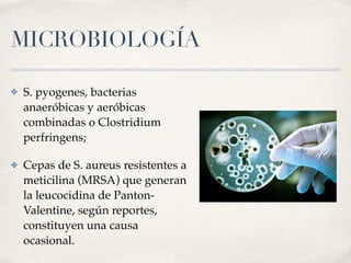 MICROBIOLOGÍA
✤ S. pyogenes, bacterias
anaeróbicas y aeróbicas
combinadas o Clostridium
perfringens;
✤ Cepas de S. aureus resistentes a
meticilina (MRSA) que generan
la leucocidina de Panton-
Valentine, según reportes,
constituyen una causa
ocasional.
 