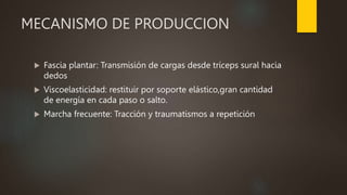 MECANISMO DE PRODUCCION
 Fascia plantar: Transmisión de cargas desde tríceps sural hacia
dedos
 Viscoelasticidad: restituir por soporte elástico,gran cantidad
de energía en cada paso o salto.
 Marcha frecuente: Tracción y traumatismos a repetición
 