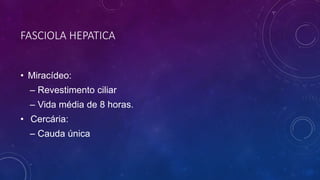 FASCIOLA HEPATICA
• Miracídeo:
– Revestimento ciliar
– Vida média de 8 horas.
• Cercária:
– Cauda única
 