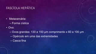FASCÍOLA HEPÁTICA
• Metacercária:
– Forma cística
• Ovo:
– Ovos grandes: 130 a 150 μm comprimento x 60 a 100 μm
– Opérculo em uma das extremidades
– Casca fina
 
