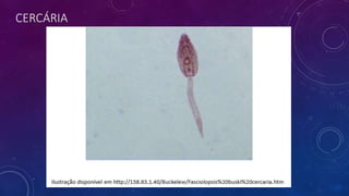 CERCÁRIA
 