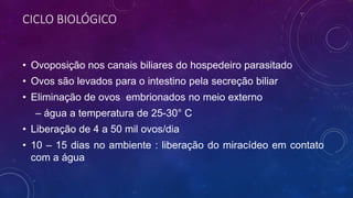 CICLO BIOLÓGICO
• Ovoposição nos canais biliares do hospedeiro parasitado
• Ovos são levados para o intestino pela secreção biliar
• Eliminação de ovos embrionados no meio externo
– água a temperatura de 25-30° C
• Liberação de 4 a 50 mil ovos/dia
• 10 – 15 dias no ambiente : liberação do miracídeo em contato
com a água
 