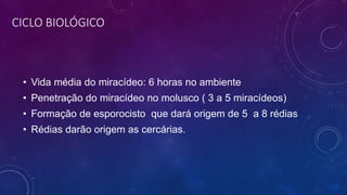 CICLO BIOLÓGICO
• Vida média do miracídeo: 6 horas no ambiente
• Penetração do miracídeo no molusco ( 3 a 5 miracídeos)
• Formação de esporocisto que dará origem de 5 a 8 rédias
• Rédias darão origem as cercárias.
 