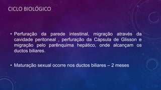 CICLO BIOLÓGICO
• Perfuração da parede intestinal, migração através da
cavidade peritoneal , perfuração da Cápsula de Glisson e
migração pelo parênquima hepático, onde alcançam os
ductos biliares.
• Maturação sexual ocorre nos ductos biliares – 2 meses
 