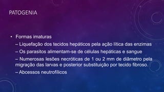 PATOGENIA
• Formas imaturas
– Liquefação dos tecidos hepáticos pela ação lítica das enzimas
– Os parasitos alimentam-se de células hepáticas e sangue
– Numerosas lesões necróticas de 1 ou 2 mm de diâmetro pela
migração das larvas e posterior substituição por tecido fibroso.
– Abcessos neutrofílicos
 