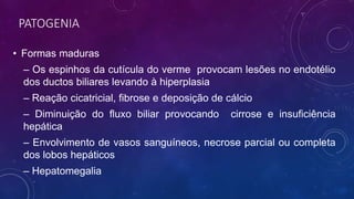 PATOGENIA
• Formas maduras
– Os espinhos da cutícula do verme provocam lesões no endotélio
dos ductos biliares levando à hiperplasia
– Reação cicatricial, fibrose e deposição de cálcio
– Diminuição do fluxo biliar provocando cirrose e insuficiência
hepática
– Envolvimento de vasos sanguíneos, necrose parcial ou completa
dos lobos hepáticos
– Hepatomegalia
 