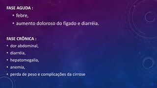 FASE AGUDA :
• febre,
• aumento doloroso do fígado e diarréia.
FASE CRÔNICA :
• dor abdominal,
• diarréia,
• hepatomegalia,
• anemia,
• perda de peso e complicações da cirrose
 