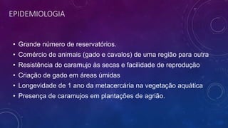 EPIDEMIOLOGIA
• Grande número de reservatórios.
• Comércio de animais (gado e cavalos) de uma região para outra
• Resistência do caramujo às secas e facilidade de reprodução
• Criação de gado em áreas úmidas
• Longevidade de 1 ano da metacercária na vegetação aquática
• Presença de caramujos em plantações de agrião.
 