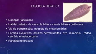 FASCIOLA HEPATICA
 Doença: Fasciolose
 Habitat: interior da vesícula biliar e canais biliares calibrosos
 Via de transmissão: ingestão de metacercárias
 Formas evolutivas: adultos hermafroditas, ovo, miracídio, rédea,
cercária e metacercária
 Parasita heteroxeno
 
