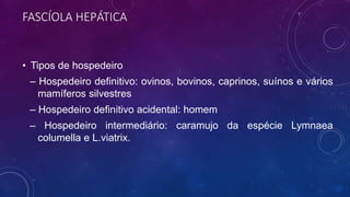 FASCÍOLA HEPÁTICA
• Tipos de hospedeiro
– Hospedeiro definitivo: ovinos, bovinos, caprinos, suínos e vários
mamíferos silvestres
– Hospedeiro definitivo acidental: homem
– Hospedeiro intermediário: caramujo da espécie Lymnaea
columella e L.viatrix.
 