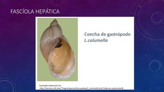 FASCÍOLA HEPÁTICA
 